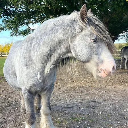 Paladin Teichhof Fehmarn *